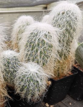 Cephalocereus senilis (Greisenhaupt)
