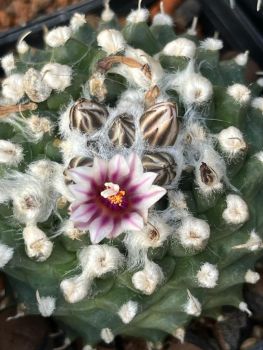 Turbinicarpus panarottoi