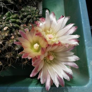 Preview: Eriosyce islayensis