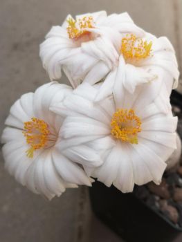 Mammillaria  albiflora