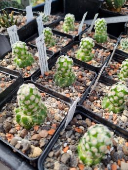 Mammillaria theresae cv. albiflora