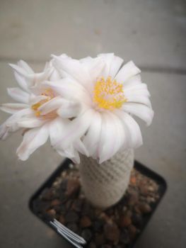 Preview: Mammillaria  albiflora