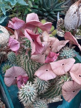 Preview: Hoodia ruschii