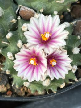Preview: Turbinicarpus panarottoi
