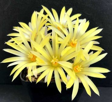 Mammillaria sphaerica