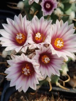 Turbinicarpus panarottoi