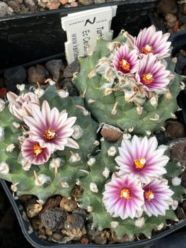 Preview: Turbinicarpus panarottoi
