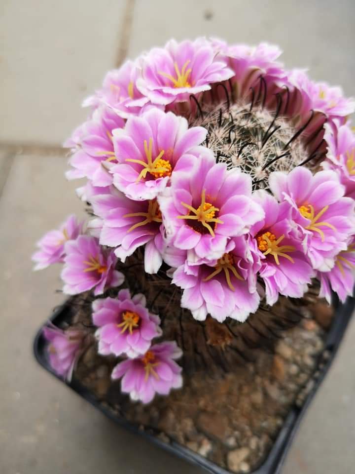Kakteen Niess Shop - Mammillaria insularis