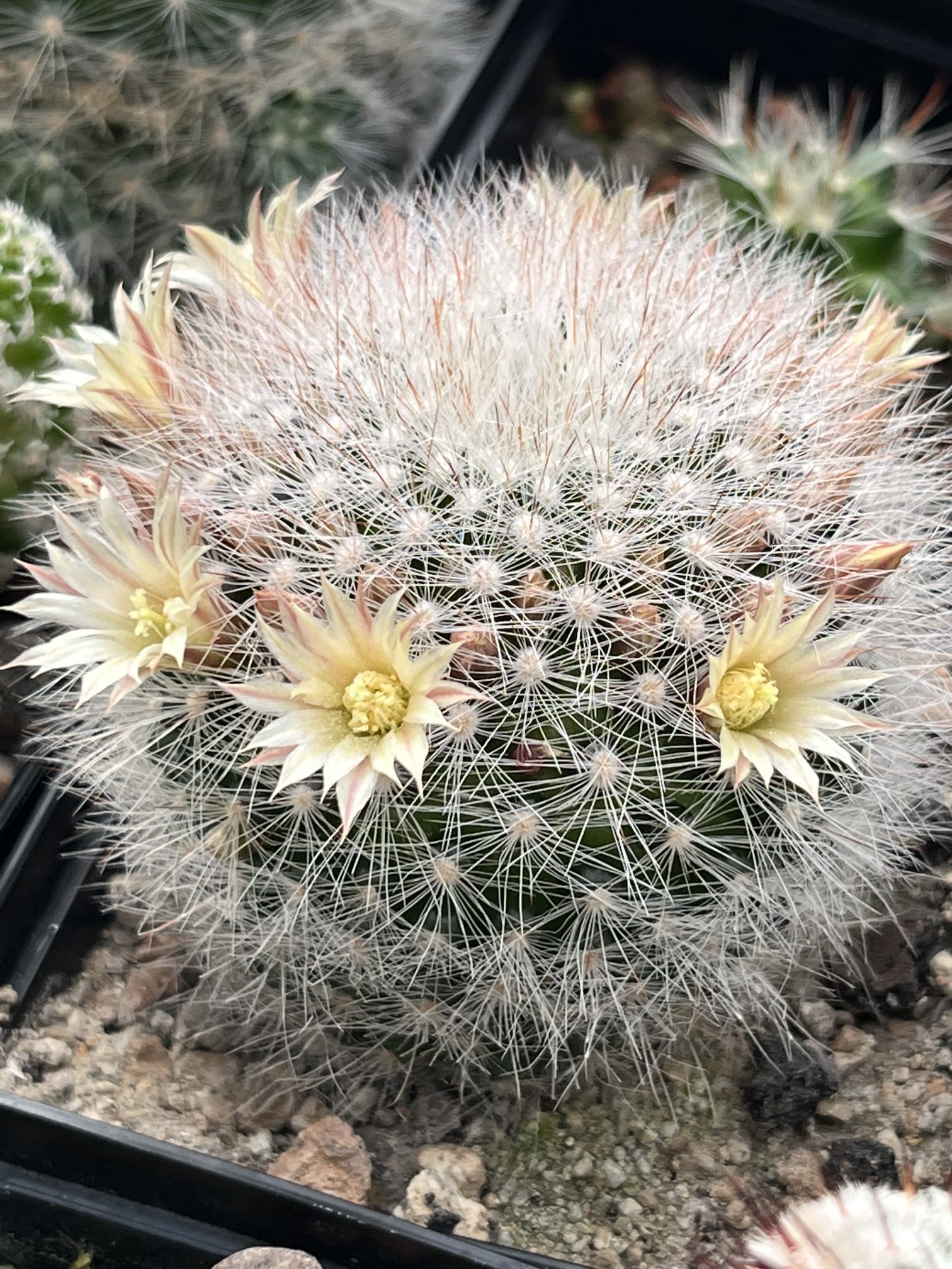 Kakteen Niess Shop - Mammillaria schwarzii