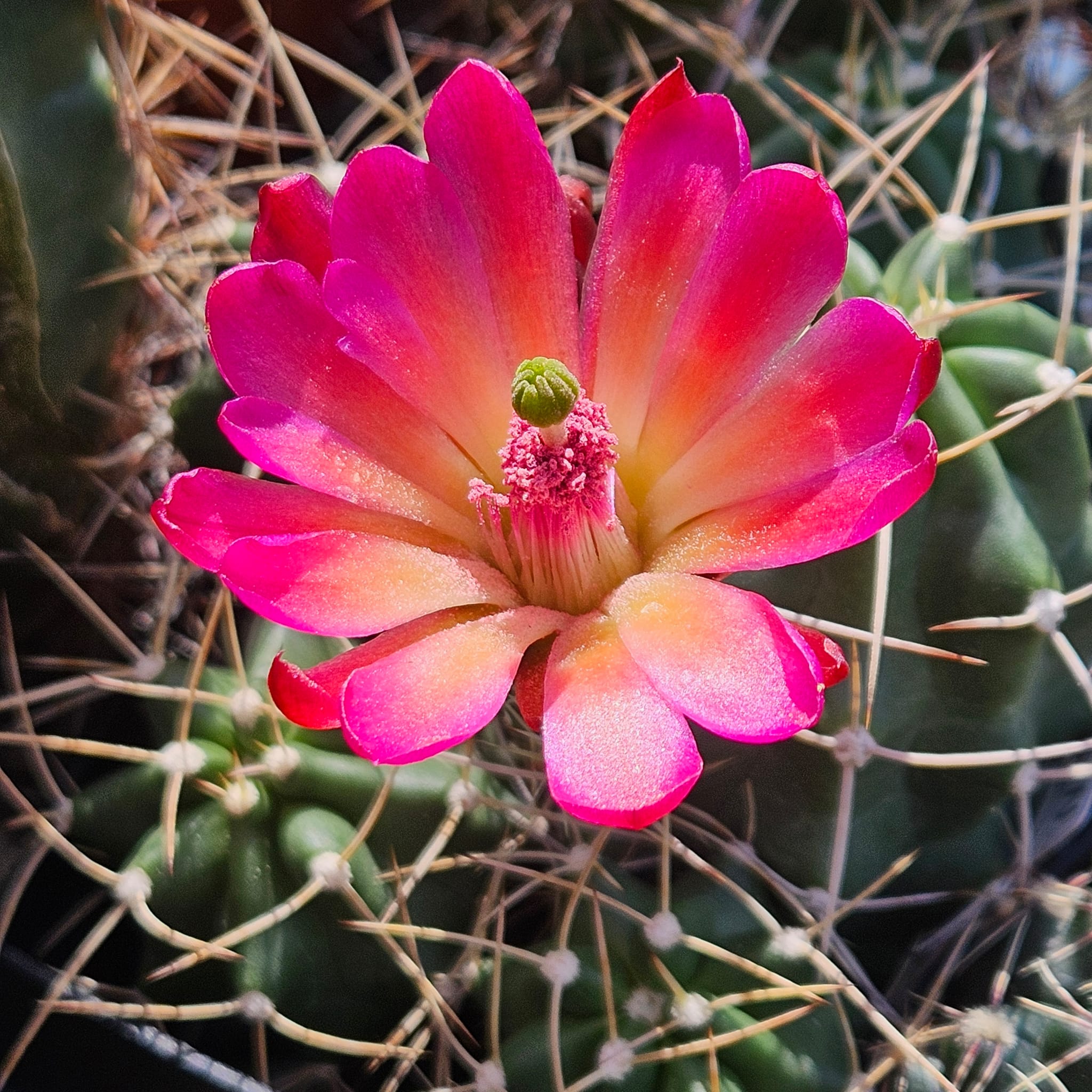 Kakteen Niess Shop - Echinocereus mojavensis