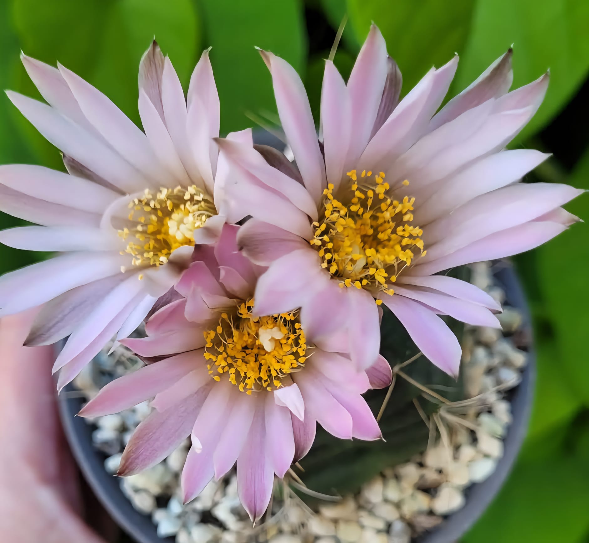Kakteen Niess Shop - Echinocereus knippelianus