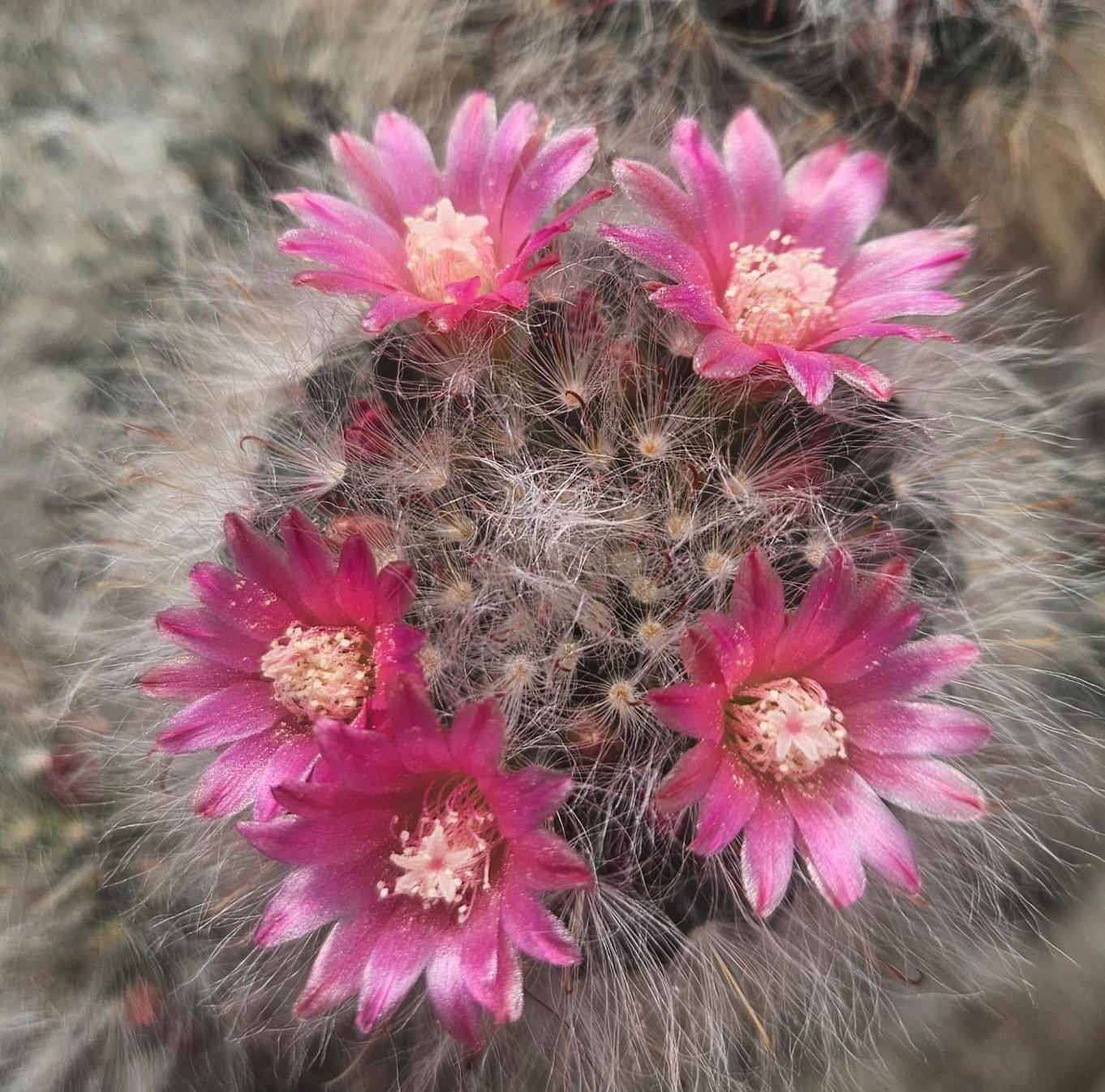 Kakteen Niess Shop - Mammillaria bocasana v. roseiflora