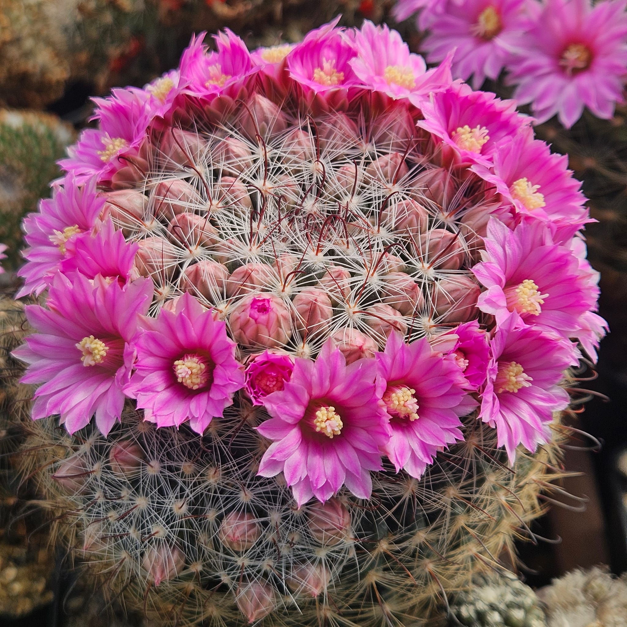 mammillaria gracilis pflege Mammillaria Gracilis Fragilis Cactus