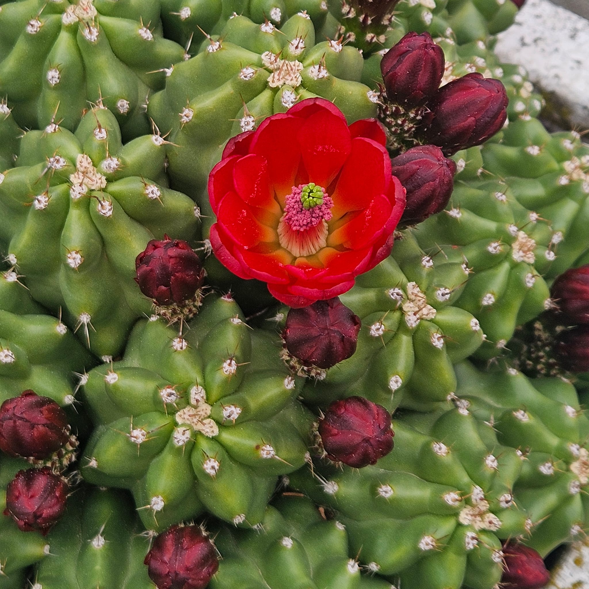 Kakteen Niess Shop - Echinocereus triglochidiatus var. Inermis