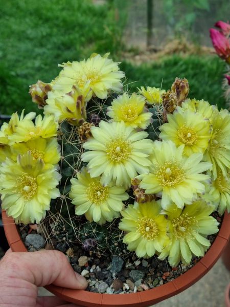 Gymnocalycium andreae P199