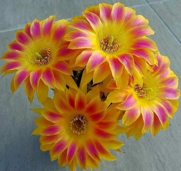 Lobivia SUNNY