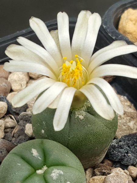 Lophophora alberto-vojtechii