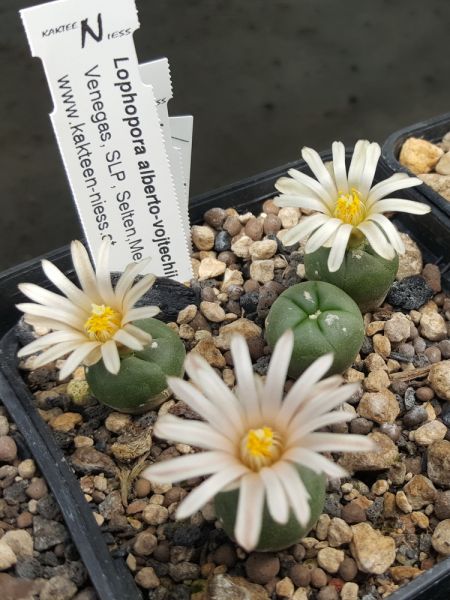 Lophophora alberto-vojtechii