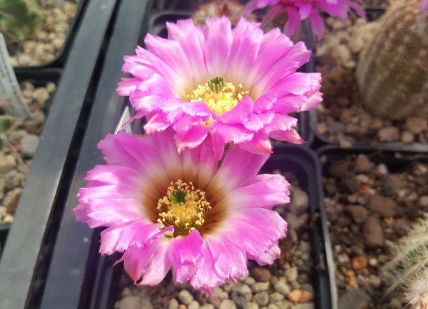 Echinocereus reichenbachii var. burensis