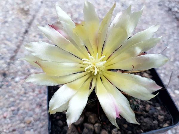 Ferocactus hamatacanthus