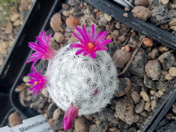 Mammillaria humboldtii