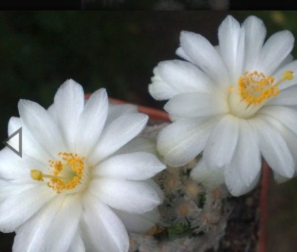 Mammillaria theresae cv. albiflora