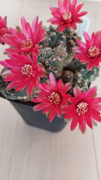 Gymnocalycium baldianum