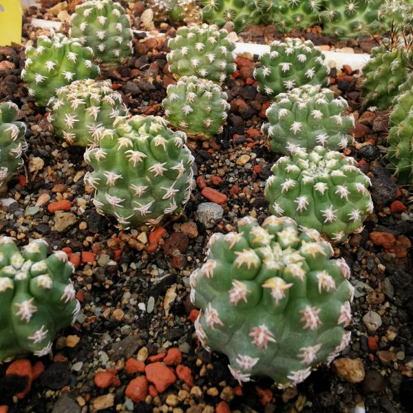 Pygmaeocereus bieblii