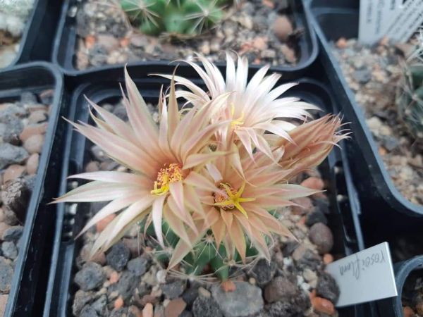 Escobaria missouriensis var. roseiflora