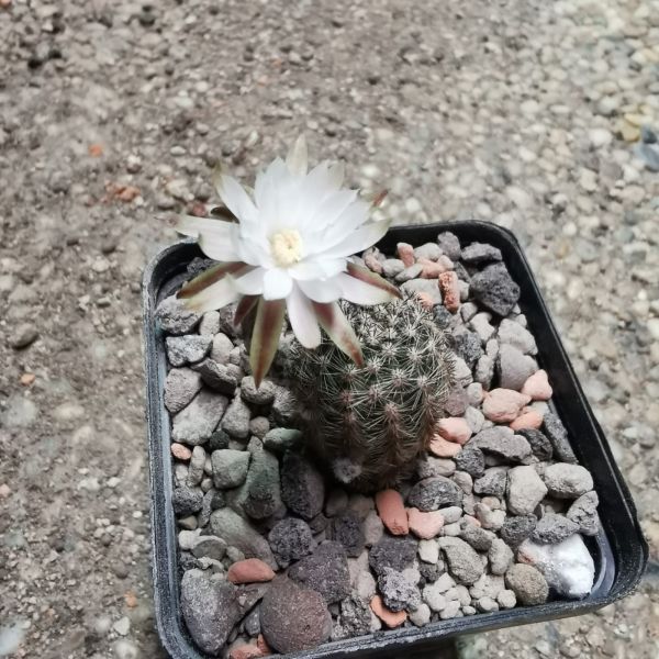 Pygmaeocereus bylesianus