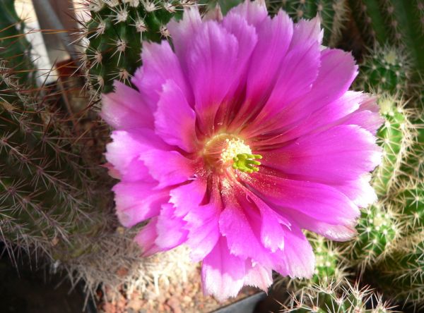 Echinocereus apachensis