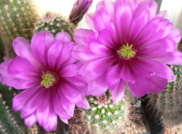 Echinocereus apachensis
