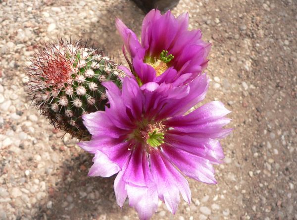 Echinocereus bonkerae - HN1
