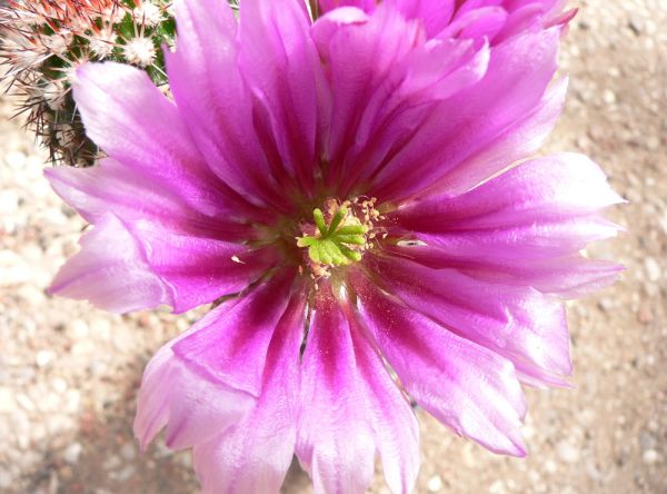 Echinocereus bonkerae - HN1