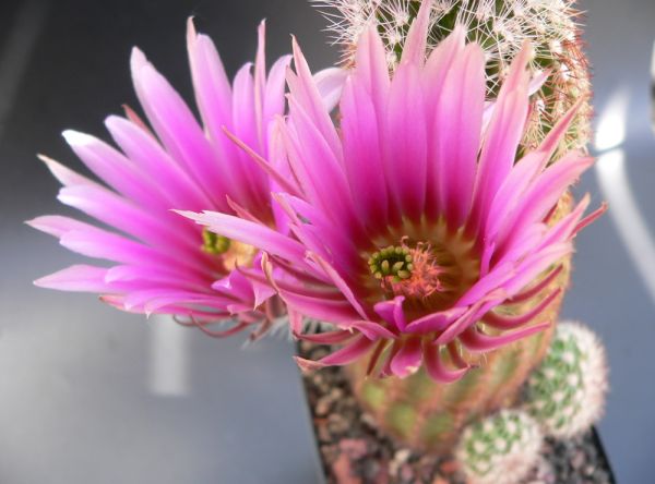 Echinocereus bonkerae - HN1