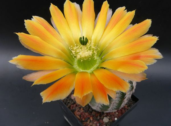 Echinocereus ctenoides – kupfer