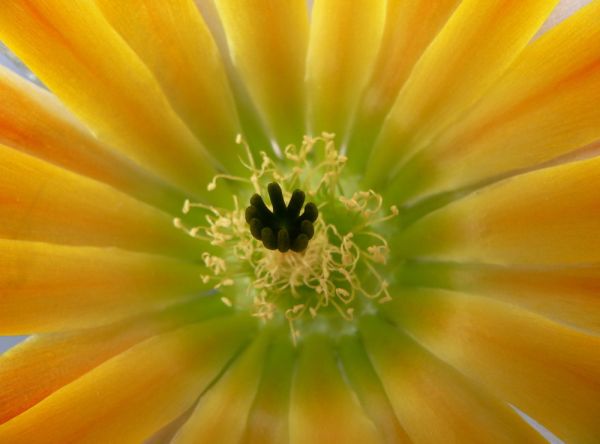 Echinocereus ctenoides – kupfer