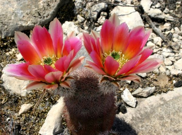 Echinocereus dasyacanthus (Fort Stockton)