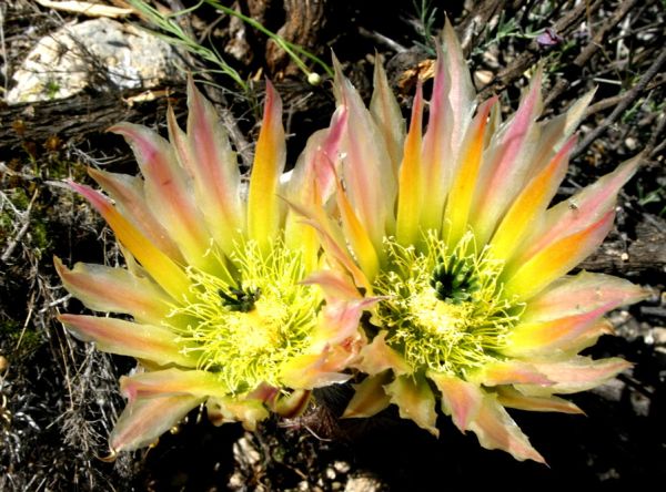 Echinocereus dasyacanthus (Fort Stockton)