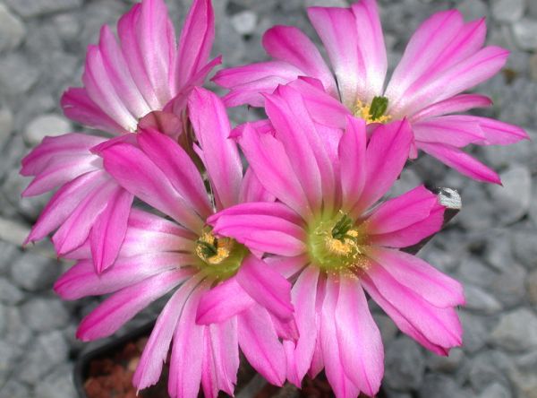 Echinocereus metornii