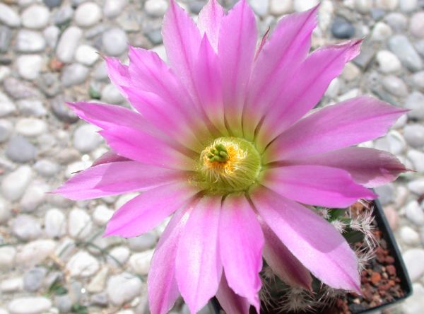 Echinocereus metornii
