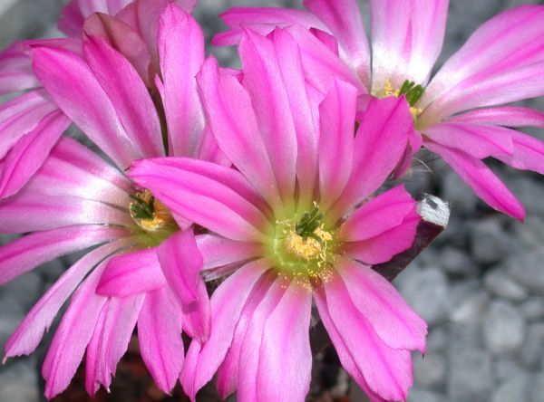 Echinocereus metornii