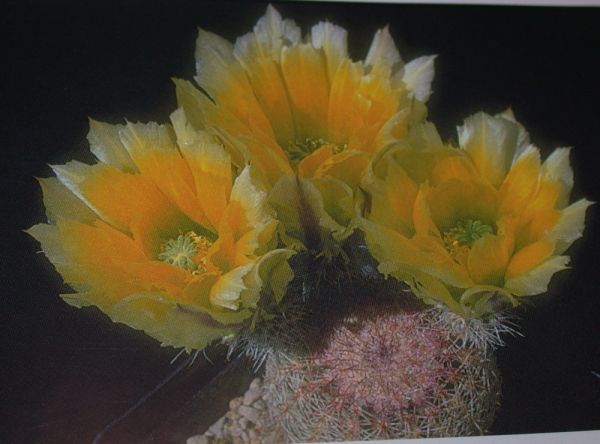 Echinocereus pectinatus (Cuauhtemoc)