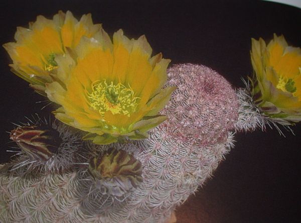 Echinocereus pectinatus (Cuauhtemoc)