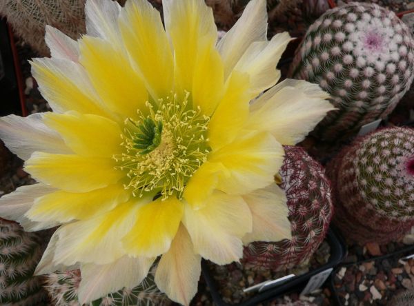 Echinocereus pectinatus (Cuauhtemoc)