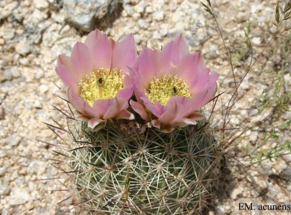 Echinomastus erectacentrus