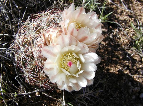 Echinomastus intertextus