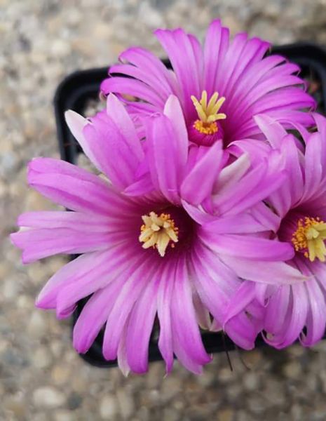 Mammillaria wrightii