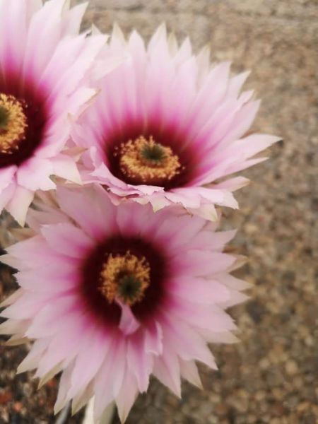 Echinocereus fitchii ssp. bergmannii