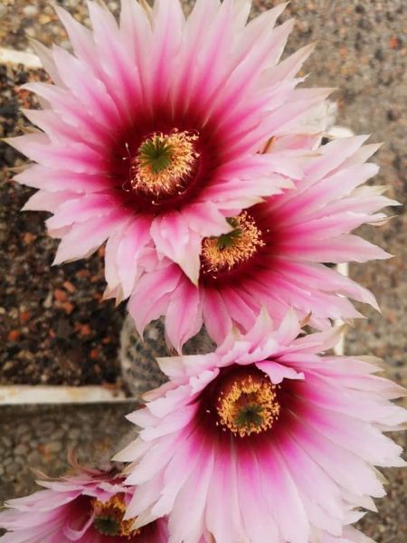 Echinocereus fitchii ssp. bergmannii